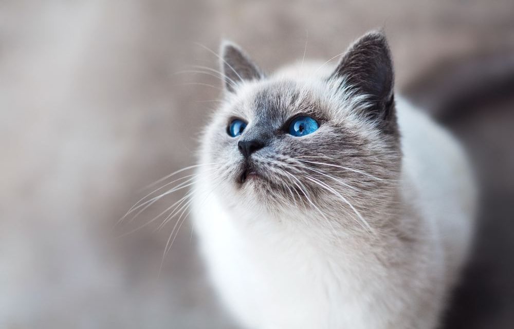 Den bästa kattvakten Den bästa kattvakten