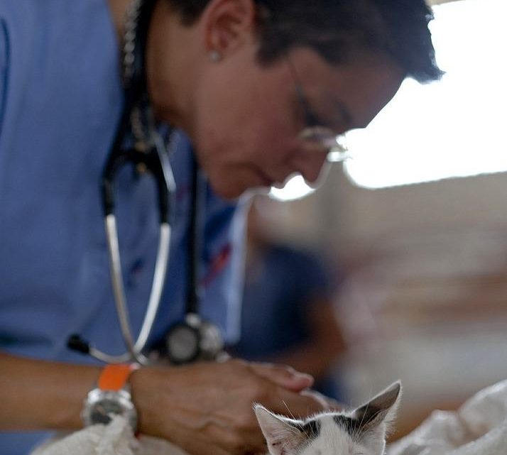 Vad en veterinär gör Vad en veterinär gör