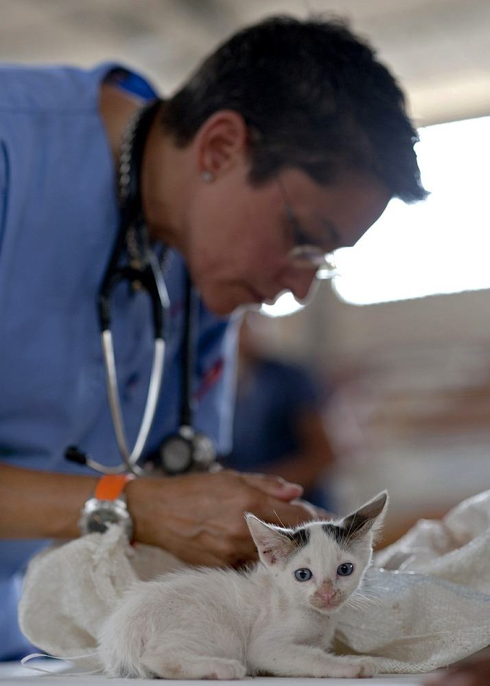 Vad en veterinär gör