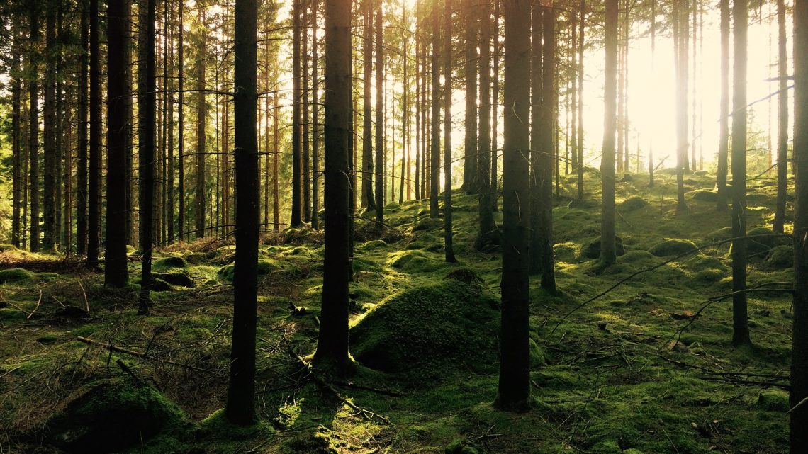 Sommarens semester i skogen Sommarens semester i skogen