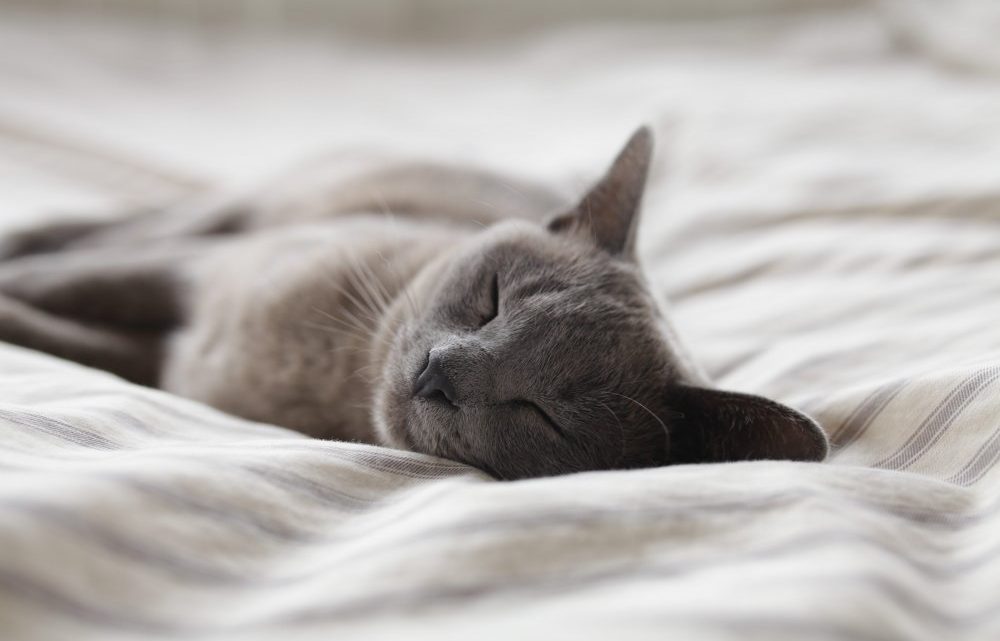 Låt katten ta in på hotell under semestern Låt katten ta in på hotell under semestern