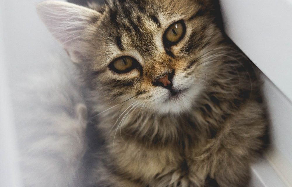 Sköt husdjurets toalett med rätt kattsand Sköt husdjurets toalett med rätt kattsand