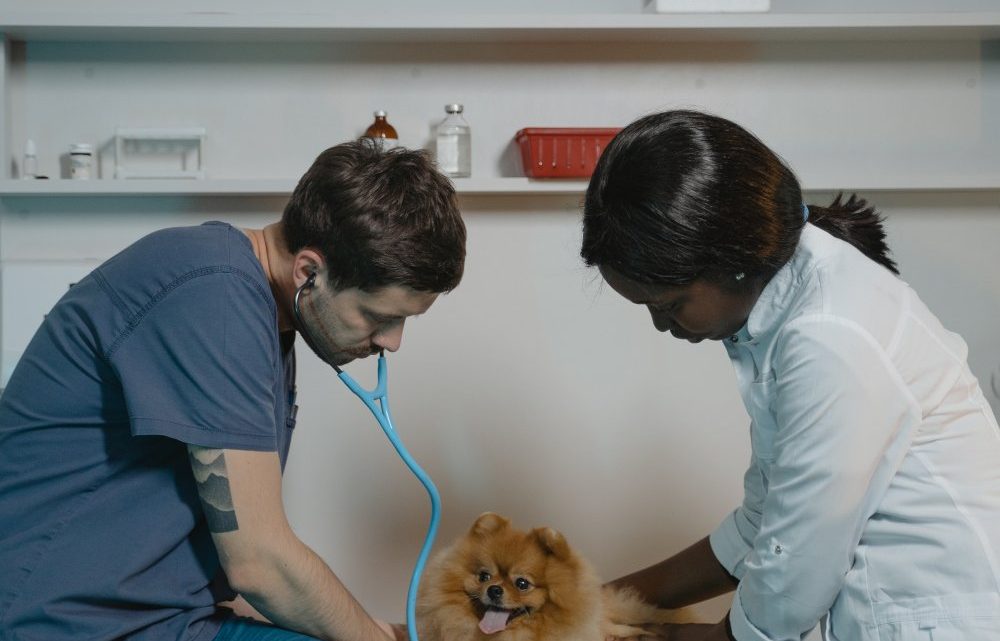 Hitta rätt veterinär i Bromma Hitta rätt veterinär i Bromma