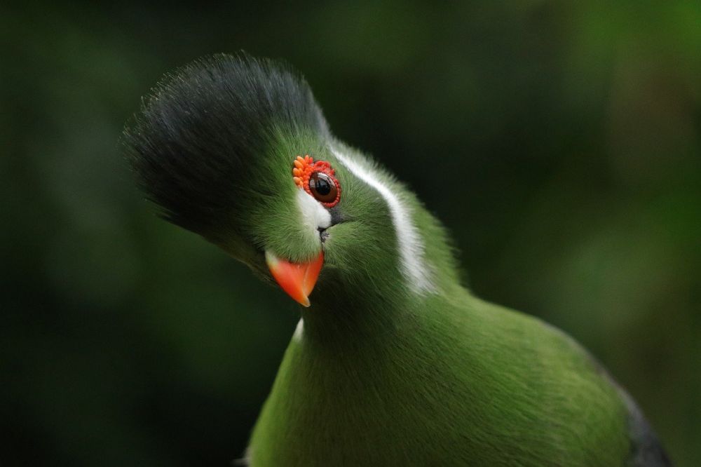 Kiwi-fågel: En komplett guide för privatpersoner