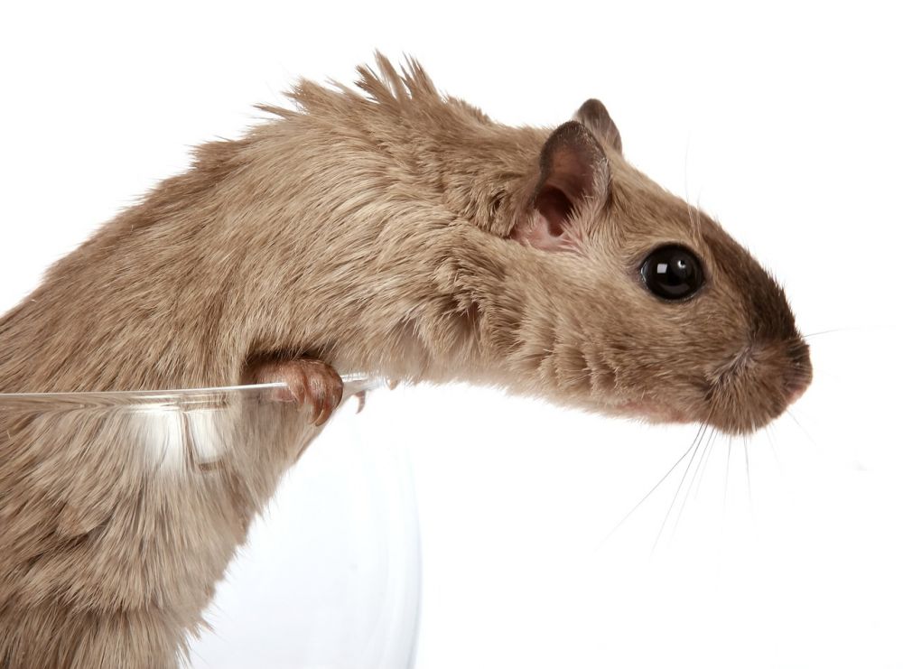 En komplett guide till hamster saker: Ett paradis för ditt pälsiga husdjur