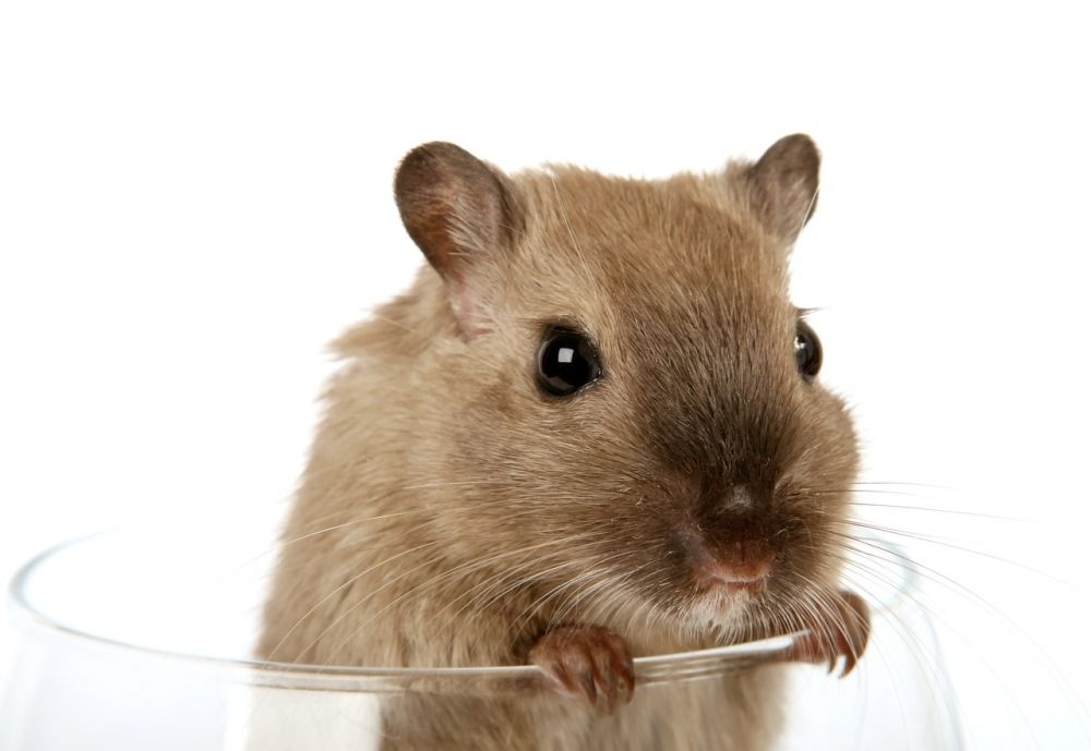 Hamsterhus: En guide till att välja det perfekta boendet för din lilla vän