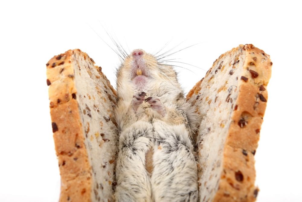 Hamster Raser: En Djupdykning i Variationen