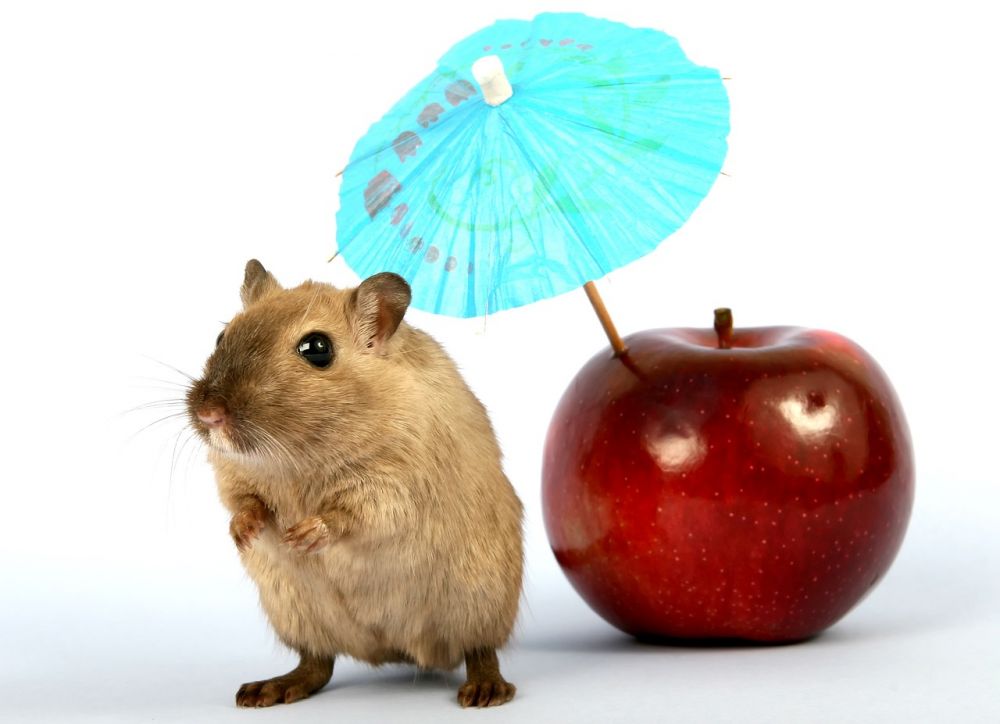 Transportbur för hamster: En grundlig översikt och presentation av olika typer