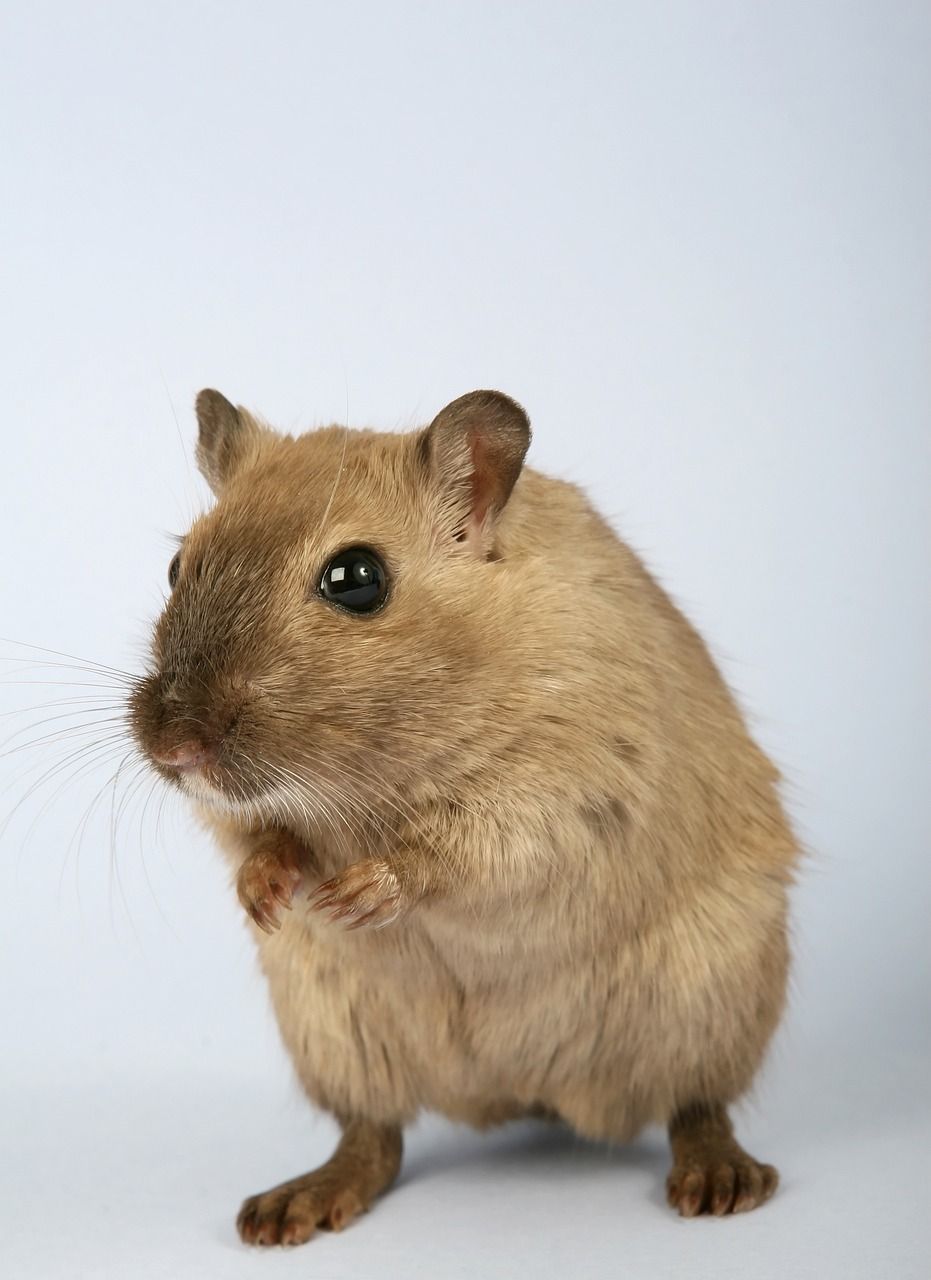 Kinesisk hamster: En översikt över en populär och mångfasetterad art