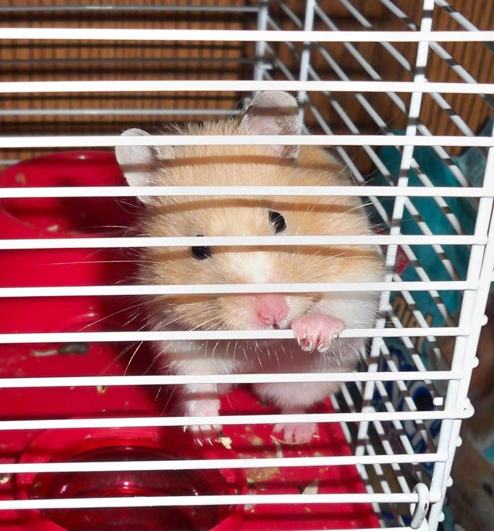 Hamster Live: En Grundlig Översikt över En Populär Underhållningsshow