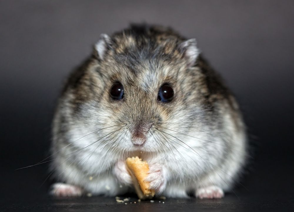 Huliga Hamstrar: En Undersökning av Ful Hamster