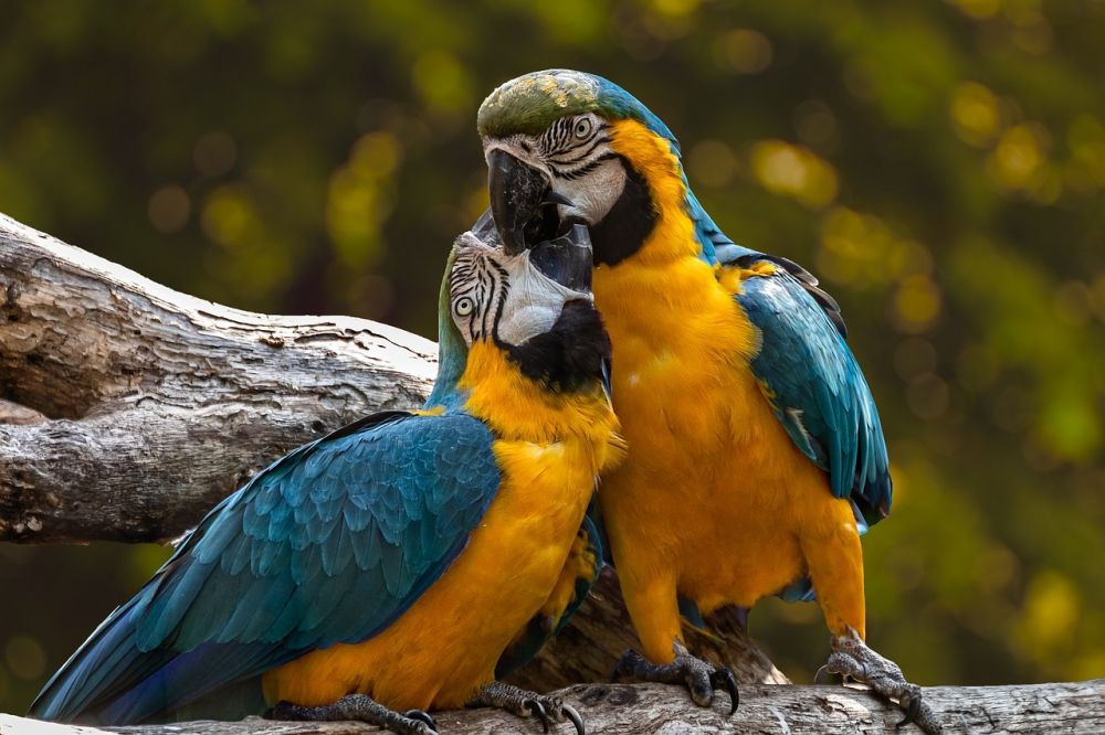 Fågeln på pampas - en fascinerande varelse på den sydamerikanska slätten