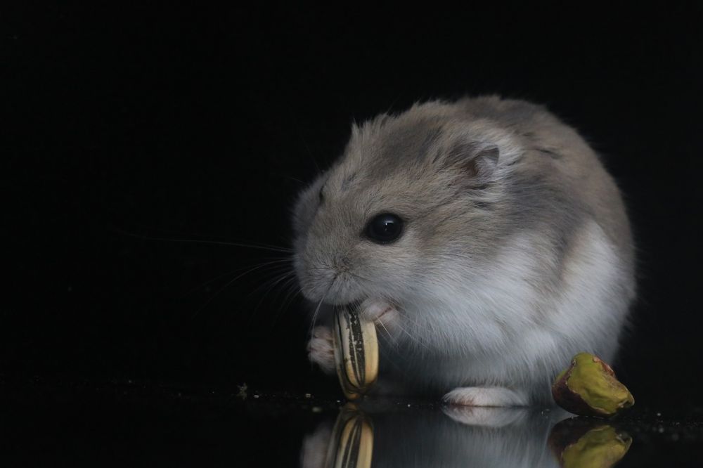 Svart hamster: En fördjupning om denna fascinerande art