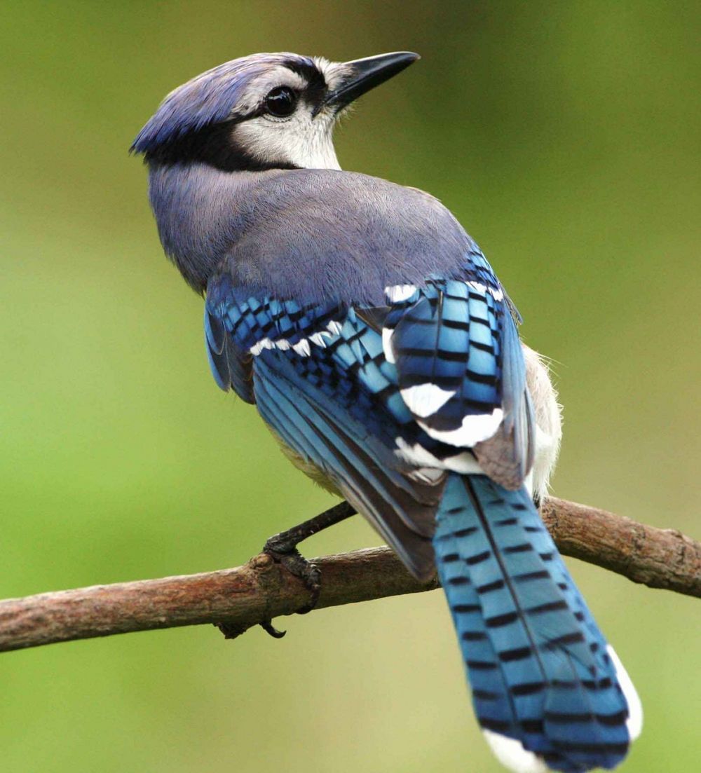 Tropiska fåglar: En Färgglad Värld av Skönhet och Mångfald