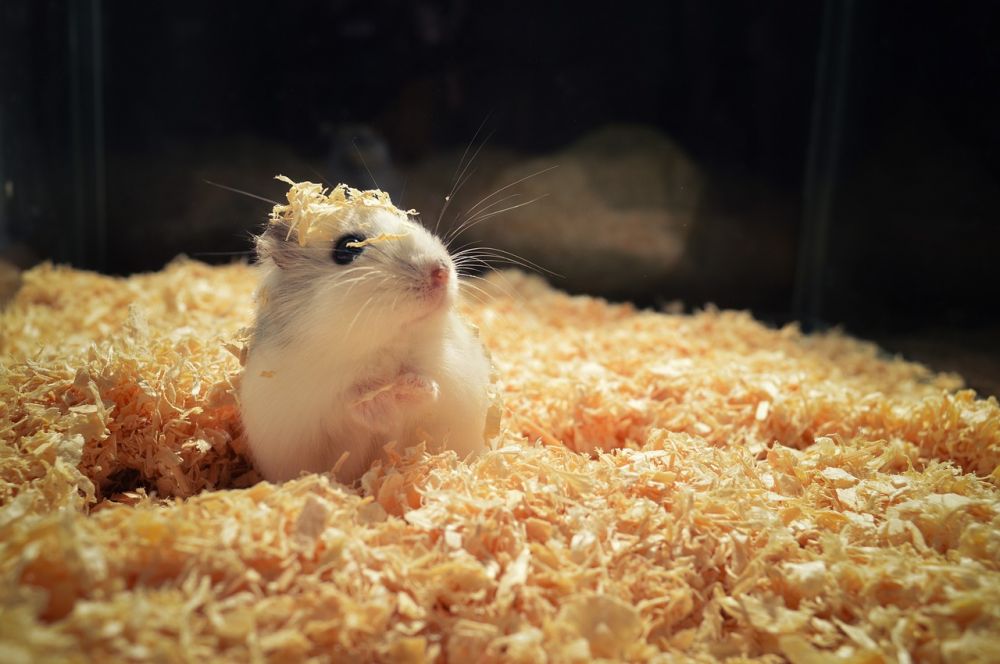 En översikt av arab hamster - den populära följeslagaren för privatpersoner
