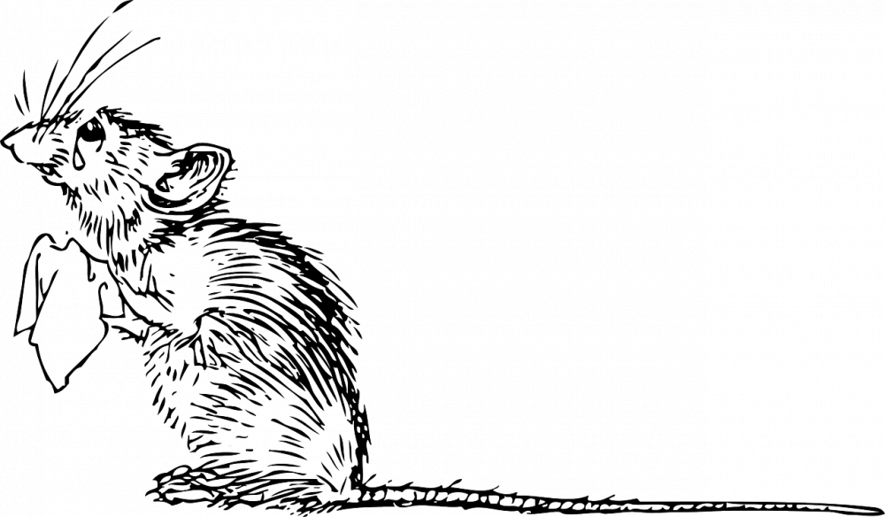 Angora Hamster: En Översikt och Presentation av denna Unika Art