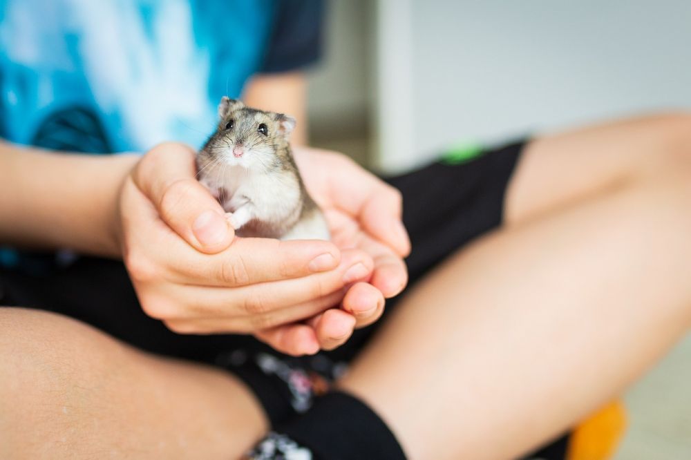Vit hamster - den ultimata guiden för hamsterälskare