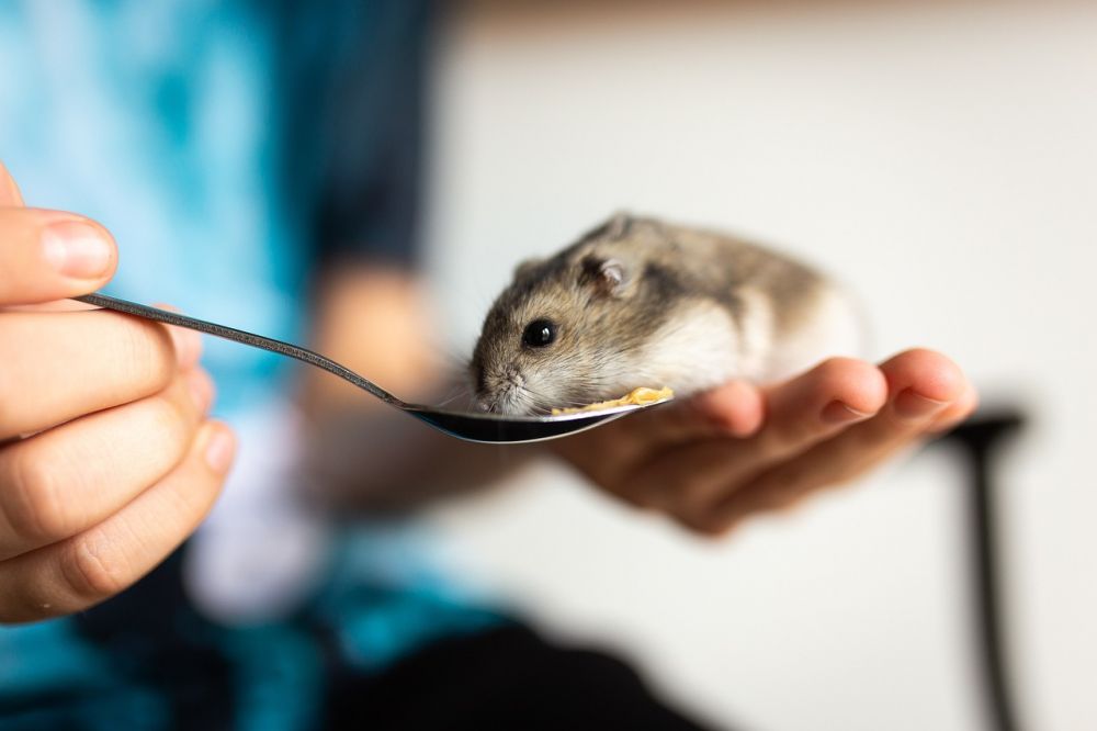 Hamsterboll: En Grundlig Översikt