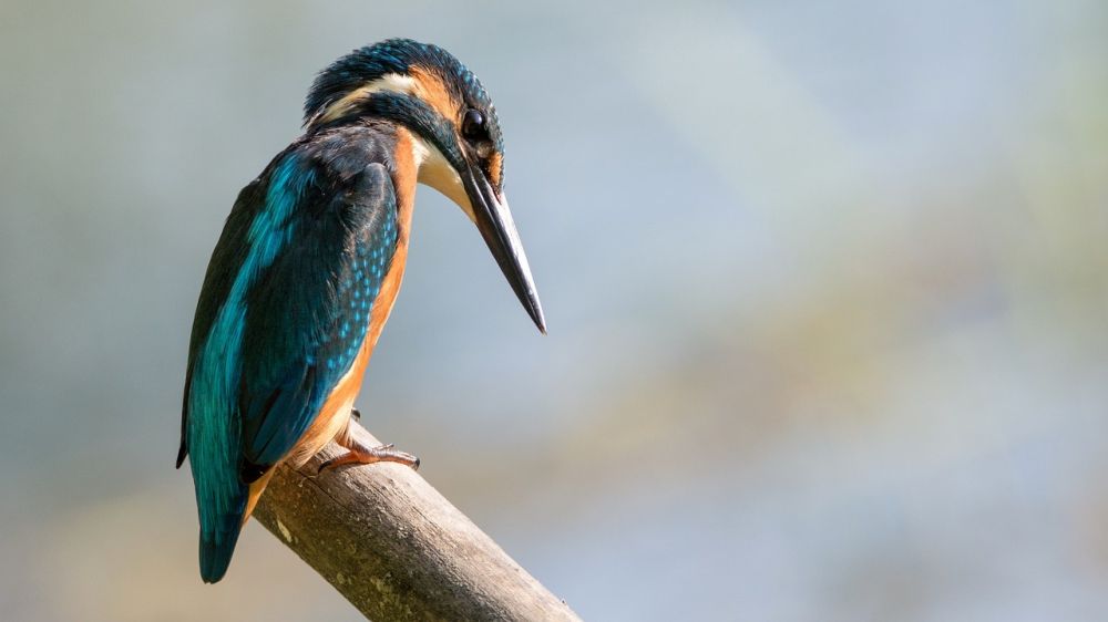 Fågel med lång näbb: En fascinerande värld av flygande skönhet