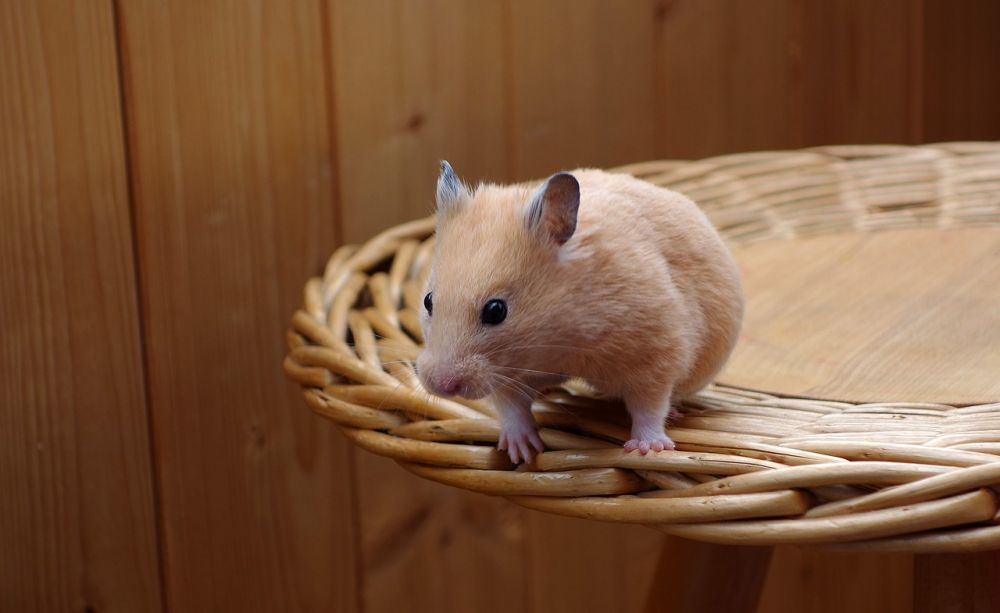 Fat Hamster: En Djupgående Undersökning av Denna Unika Art