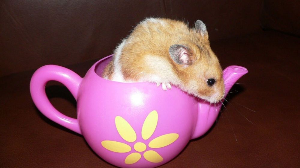 Söt Hamster: En översikt över de populära hamstertyperna
