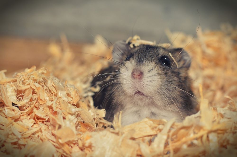 Långhårig hamster: En djupdykning i denna fascinerande varelse