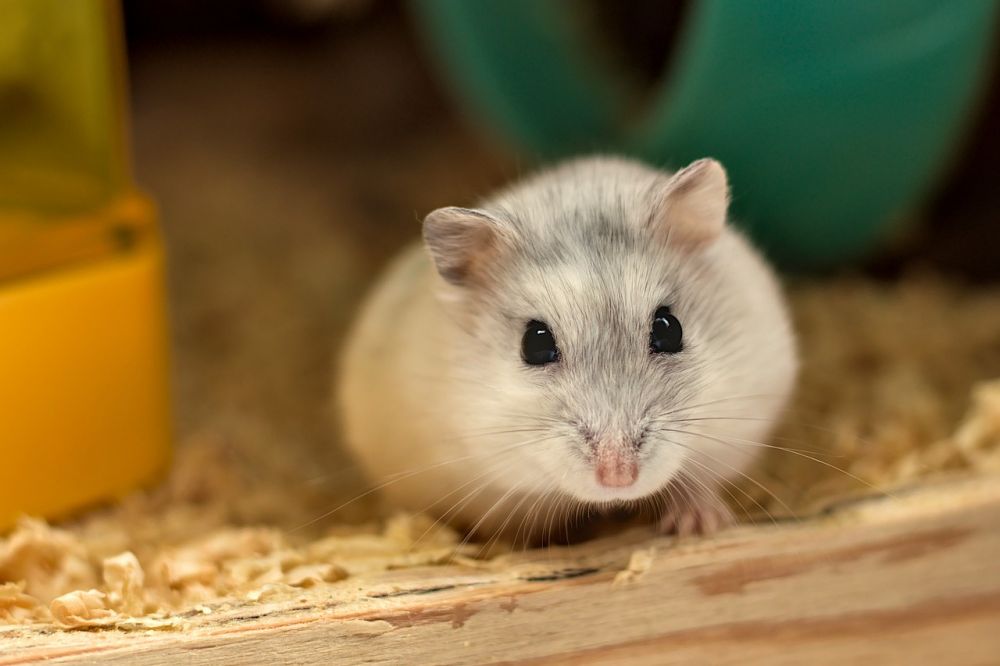 Hamster Ras: En Grundlig Översikt