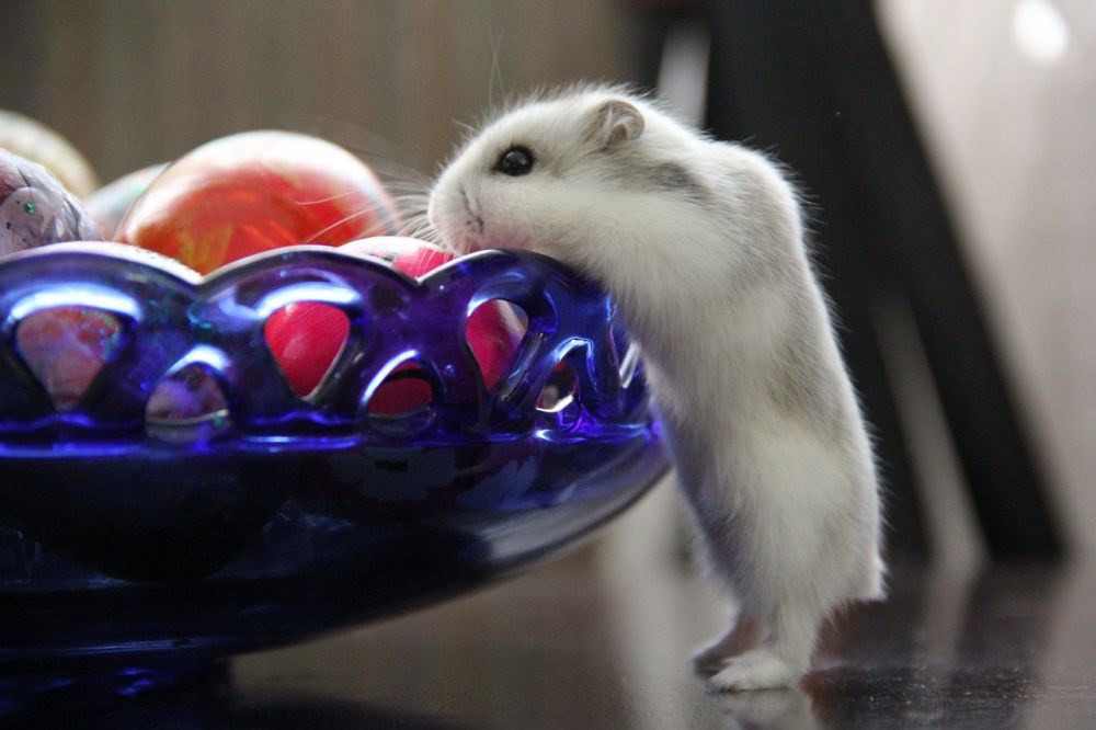 Hamsterburar av glas är ett populärt val för hamstereägare över hela världen