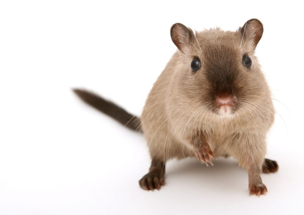 Hamster sandbad - En Nödvändig Aktivitet för Din Lilla Gnagare