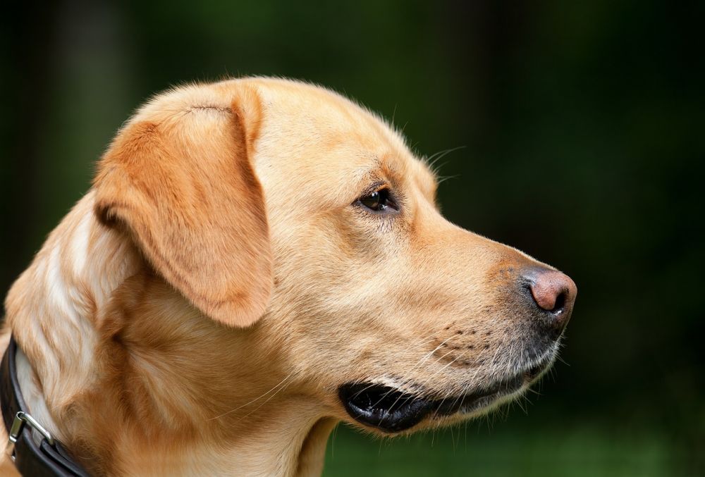 GPS-hund: Att hålla koll på din fyrbenta vän med modern teknik