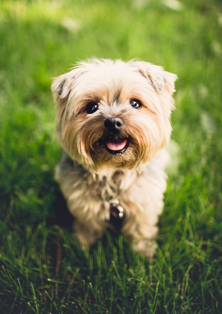 Dragsele för hund - En guide till olika typer och deras för- och nackdelar