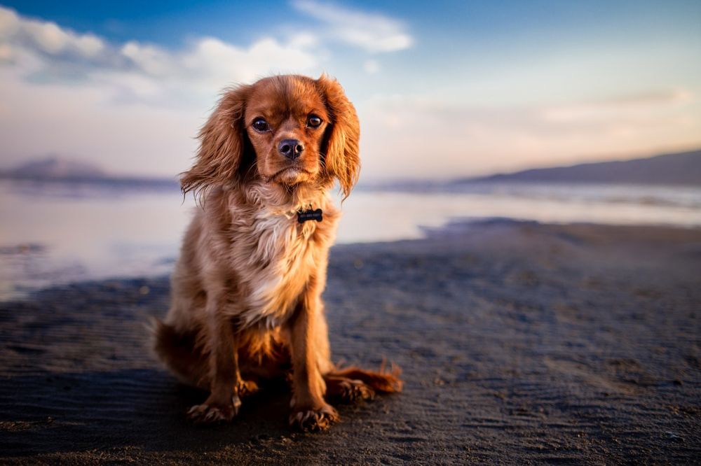 Nosgrimma hund: En grundlig översikt av olika typer, fördelar och nackdelar