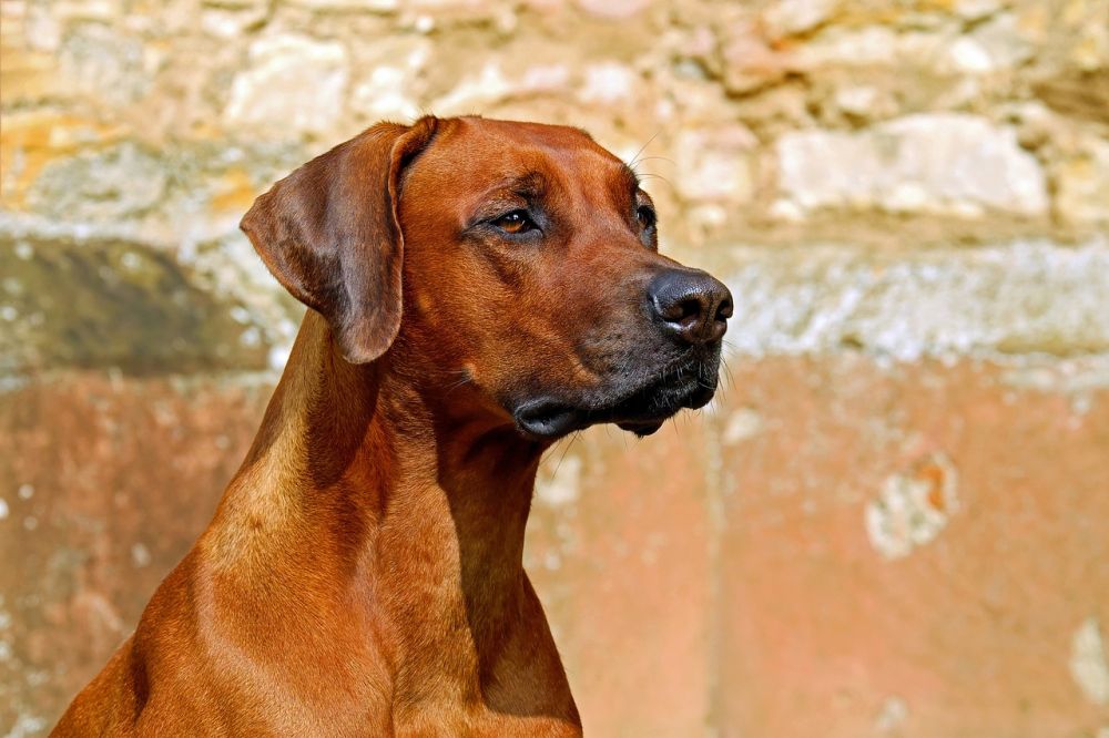 Stor hund: En djupdykning i världen av stora hundraser