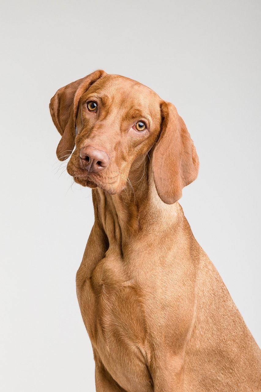 Blodhundar är en mycket speciell ras med sin karakteristiska blodöra