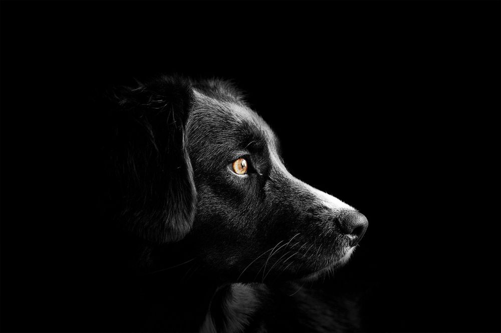 Juvertumör hos hund är en vanlig sjukdom som påverkar honliga hundar