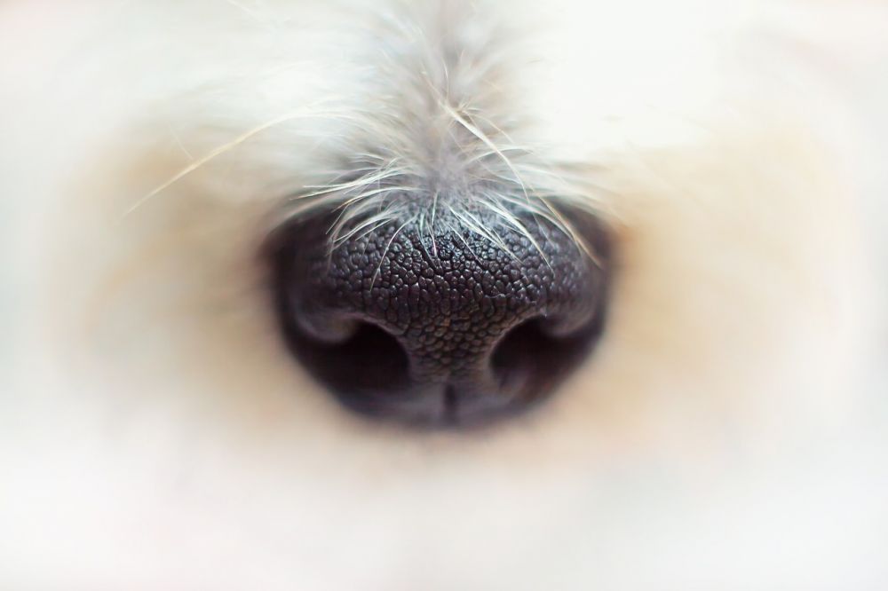 Vaccination hund: En grundlig genomgång för att säkra din fyrbenta väns hälsa