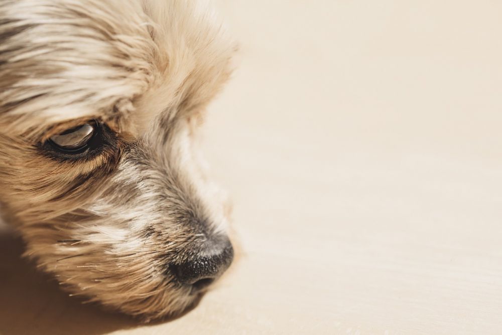 Elhalsband för hundar: en grundlig översikt