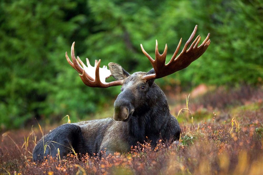 Upplev Älgsafari i Sverige: Ett Äventyr i Vildmarken