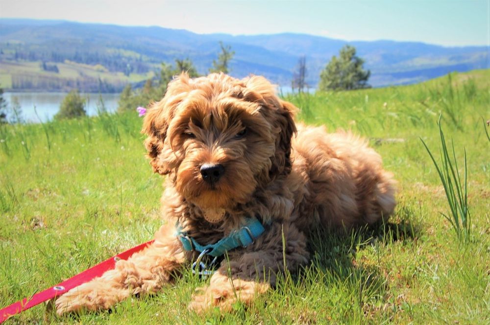 Australian Labradoodle: Den perfekta familjevännen