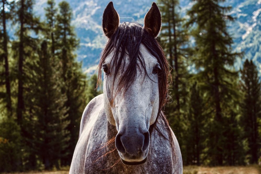 Gladiator Equine: Fir-teknologi med fokus på hästars hälsa och välbefinnande