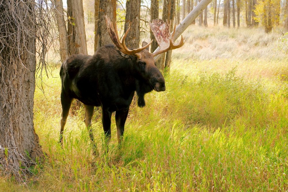 Upplev den svenska naturen på moosepark