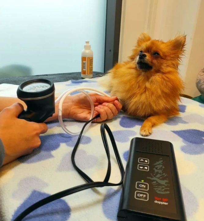 Veterinär skåne  kunskap, trygghet och modern djursjukvård