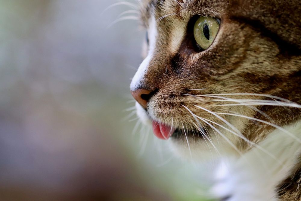 Kattpensionat i jönköping  så hittar du en trygg plats för din katt